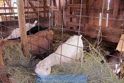 Requisiti per la costruzione di un fienile per capre da fattoria