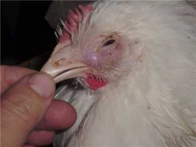 Sintomi di micoplasmosi nei polli e nel trattamento