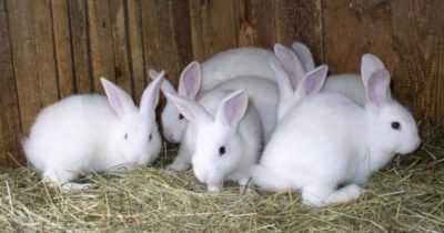 Sintomi e trattamento dell’HBV nei conigli