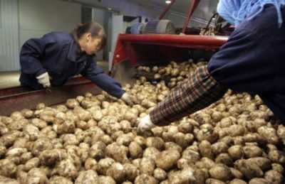 Tecnologia di coltivazione della patata cinese