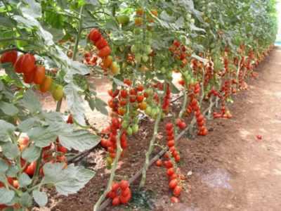 Temperatura per piantare pomodori