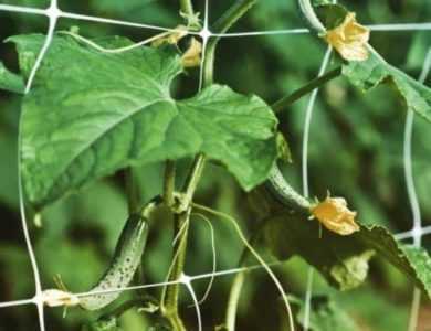 Trattamento delle malattie del cetriolo in una serra