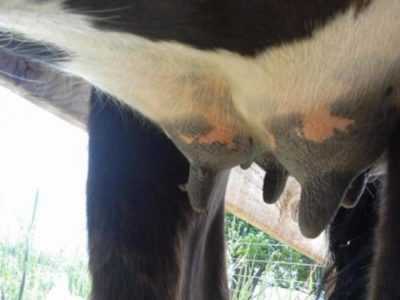 Trattamento delle piaghe sulla mammella di una mucca