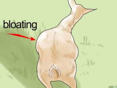 Trattamento di diarrea della capra a casa