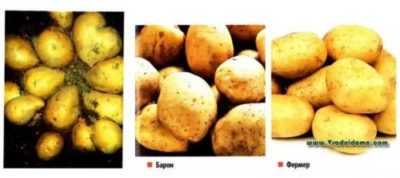 Varietà di patate Lapot
