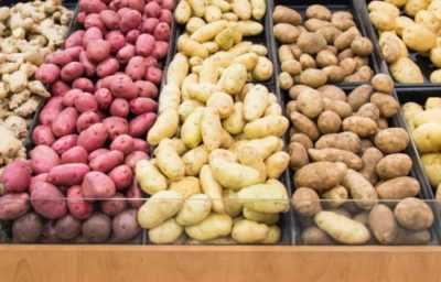 Varietà di patate precoce rosso scarlatto