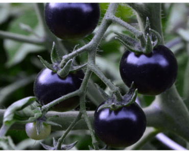 Varietà di pomodori viola