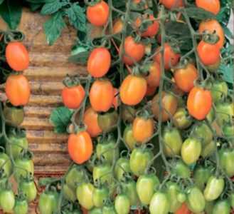 Varietà di pomodoro Verlioca