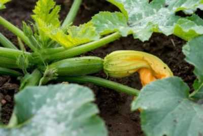 Varietà di zucchine bianche e le regole per la loro coltivazione