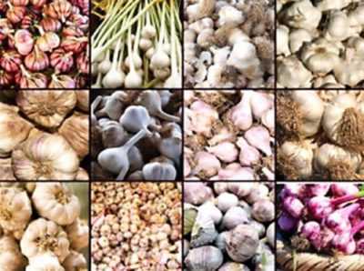 Varietà popolari di aglio