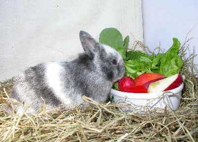 Vitamine per conigli: cosa e perché