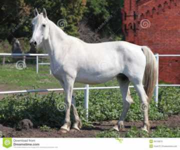 Zampone Orlovsky di razza di cavallo