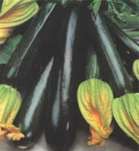 Zucchine nero bello