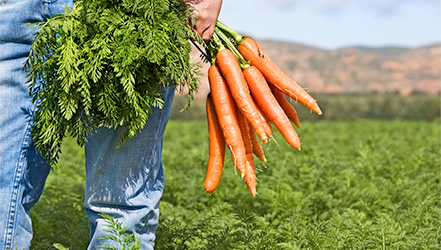 Campo di carote e grappolo appena colto