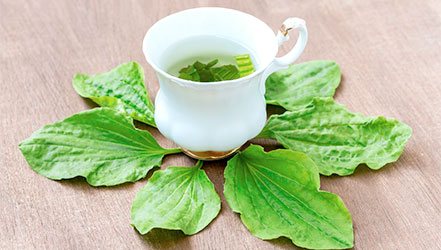 Tè in foglie di piantaggine