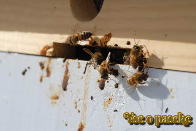 famiglia di api malate