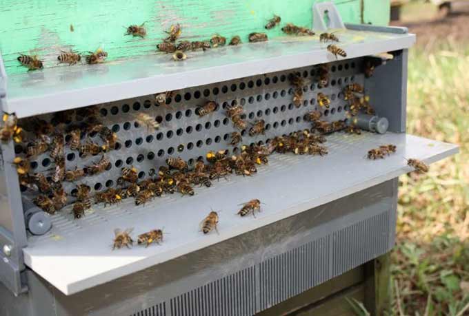 installazione di trappole per polline