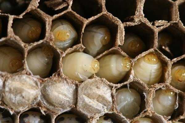 Benefici per la salute delle larve delle api