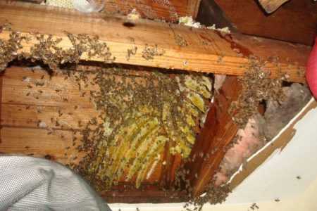 Come sbarazzarsi delle api del tuo vicino