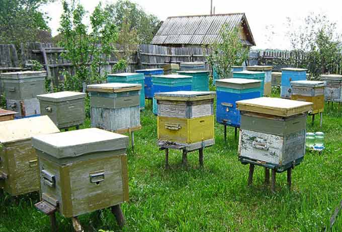 L’apiario di api come un’impresa di successo