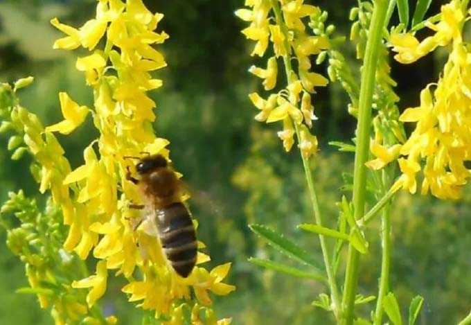 Melilot e i suoi benefici come pianta di miele