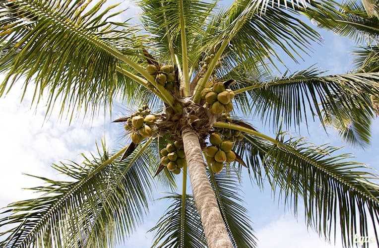 Palma con noci di cocco