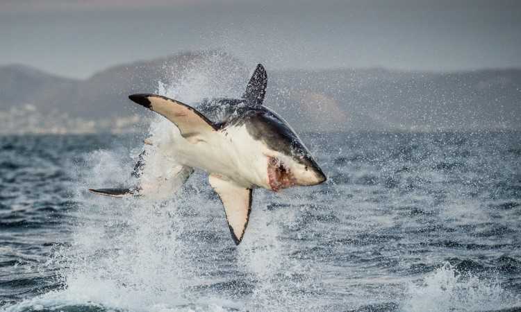 Beneficio, proprietà, contenuto calorico, proprietà utili e danni dello squalo bianco