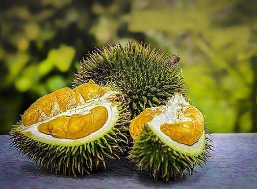 Durian, Calorie, benefici e rischi, Proprietà utili