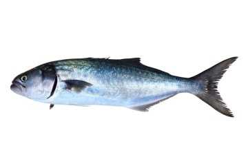 Pesce serra, Calorie, benefici e rischi, Proprietà utili