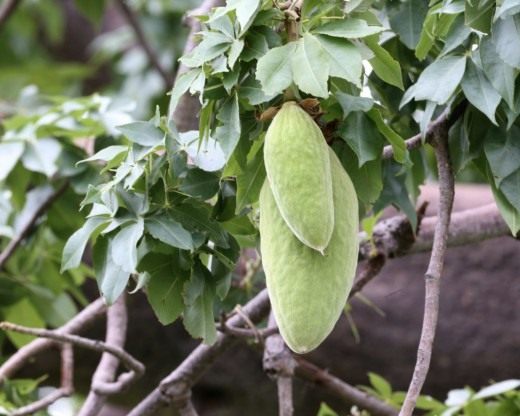 Frutto di baobab