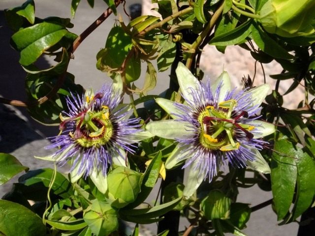 Passiflora blu o Cavalier star o Passiflora blu