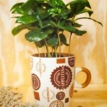 pianta del caffè