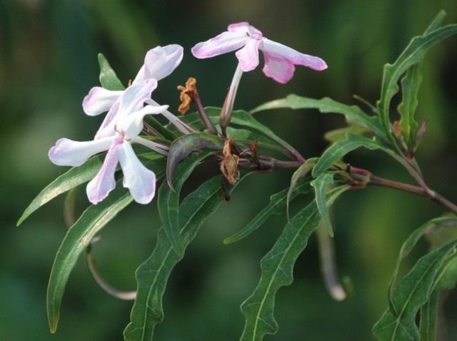 Pseudorantemum a fiore lungo o dentellato