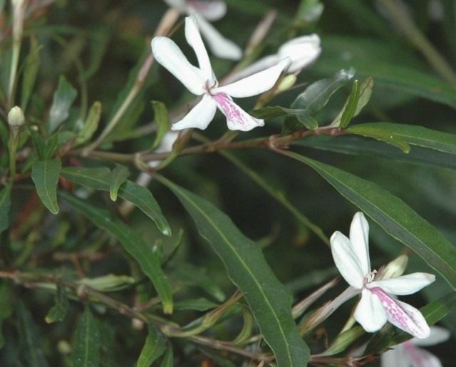 Psevdoerantemum Longiflorum