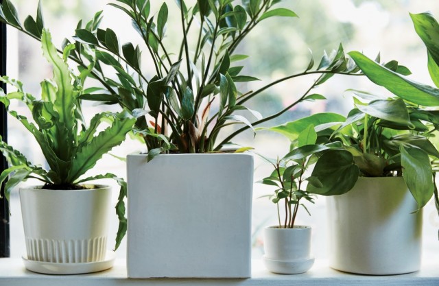 Prendersi cura di piante ornamentali da interno acquistate