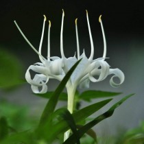 Pancrazio di Ceylon (Pancratium zeylanicum)