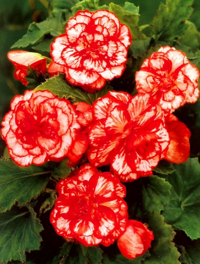 Begonia in fiore 'Marmorata'