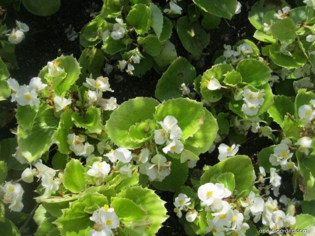 Begonia allungata "Olomouc"