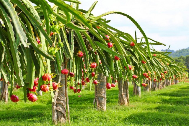 Piantagione di hilocereus, piante che producono frutti pitahaya