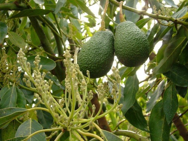 Infiorescenze e frutti di un avocado su un ramo di un albero di Persea americana