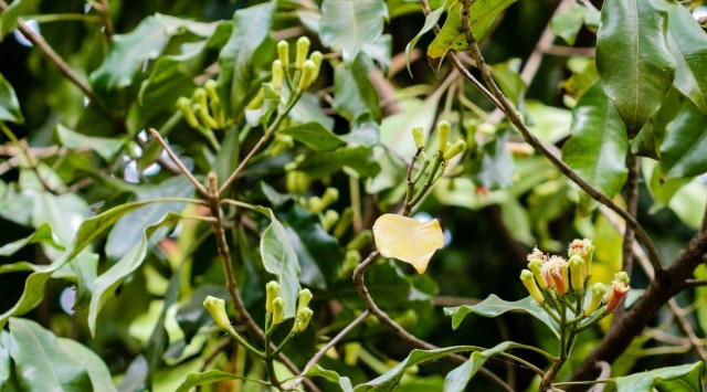 Boccioli (boccioli di fiori) di un albero di chiodi di garofano (Syzygium aromaticum)
