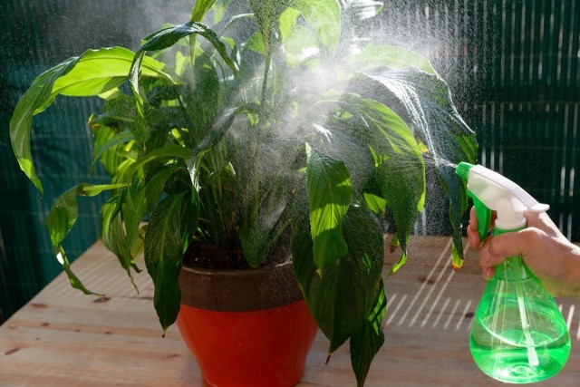 Per le piante da appartamento si possono effettuare un paio di trattamenti con "Zircon": durante il periodo di ricrescita di germogli e foglie e nella fase di germogliamento