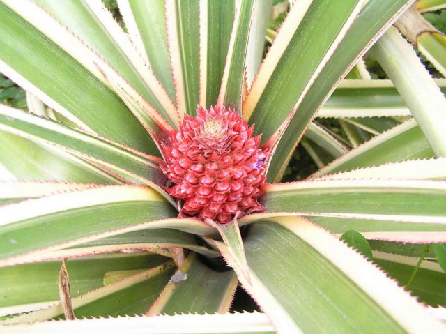 Forma variegata bianco-verde di ananas da interno (variegatus)