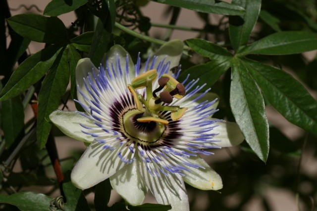 ассифлора (Passiflora)