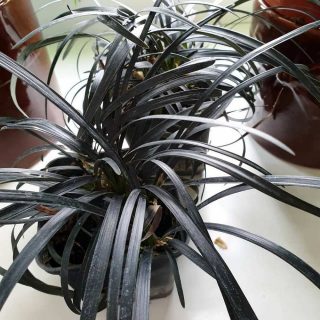 Ophiopogon giapponese (Ophiopogon japonicus)