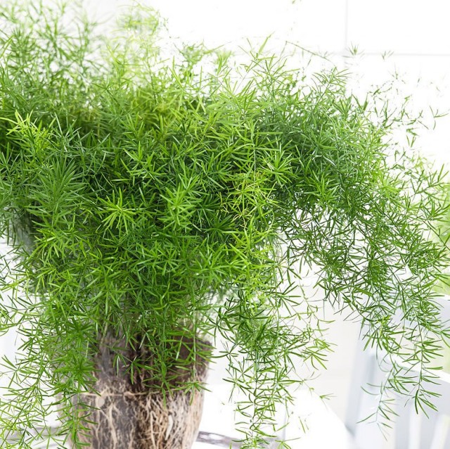 Gli asparagi ornamentali etiopi reagiscono sempre dolorosamente al cambiamento del substrato