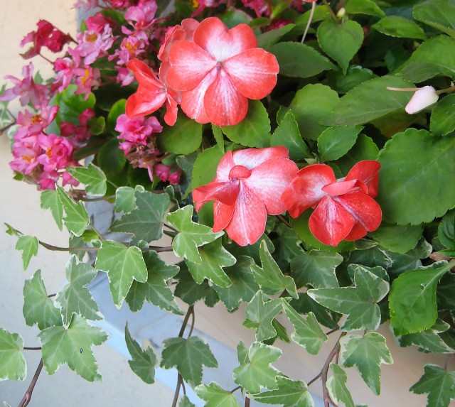Nelle composizioni di contenitori, l'edera può essere utilizzata come una spettacolare pianta ampelosa.