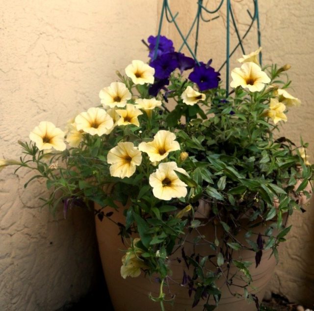 Ho coltivato Tradescantia gibasis come parte di una composizione in vasca di piante annuali