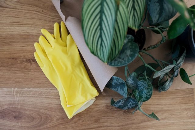 I guanti dovrebbero essere indossati prima di maneggiare le piante.