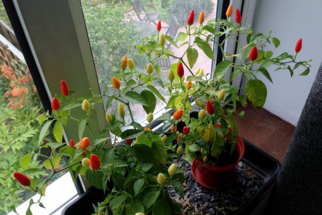 I peperoni sono più adatti per un davanzale o un posto vicino alla finestra sud, sud-ovest o sud-est.